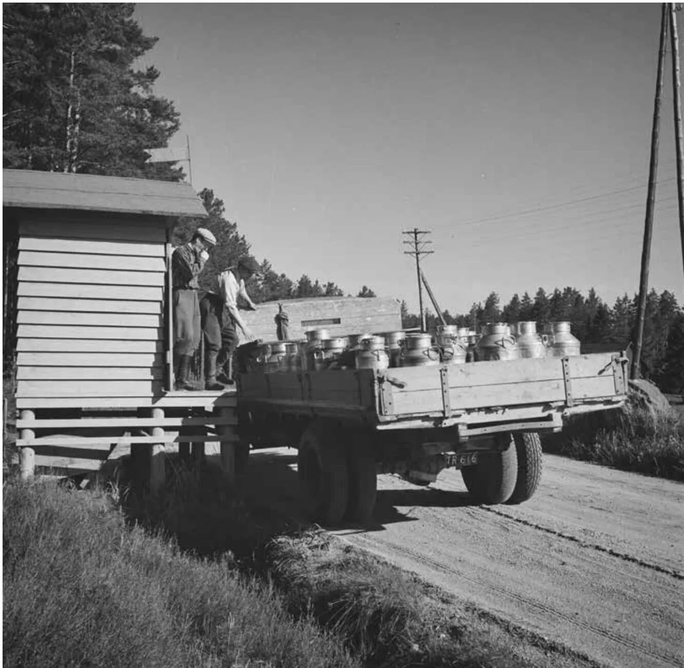 Maidon keräys maitolaiturilta